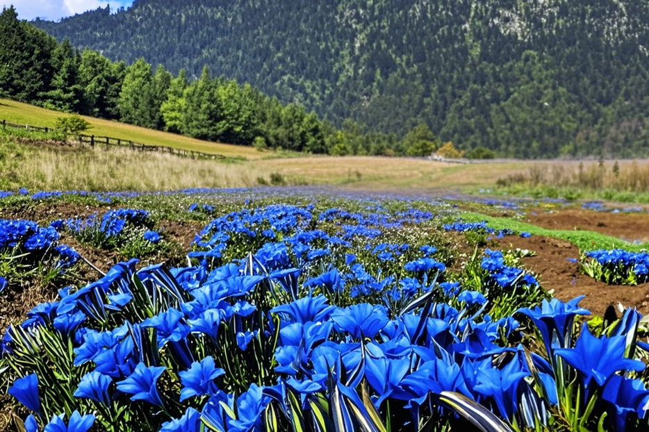 自然堂龙胆花生态栽培基地。